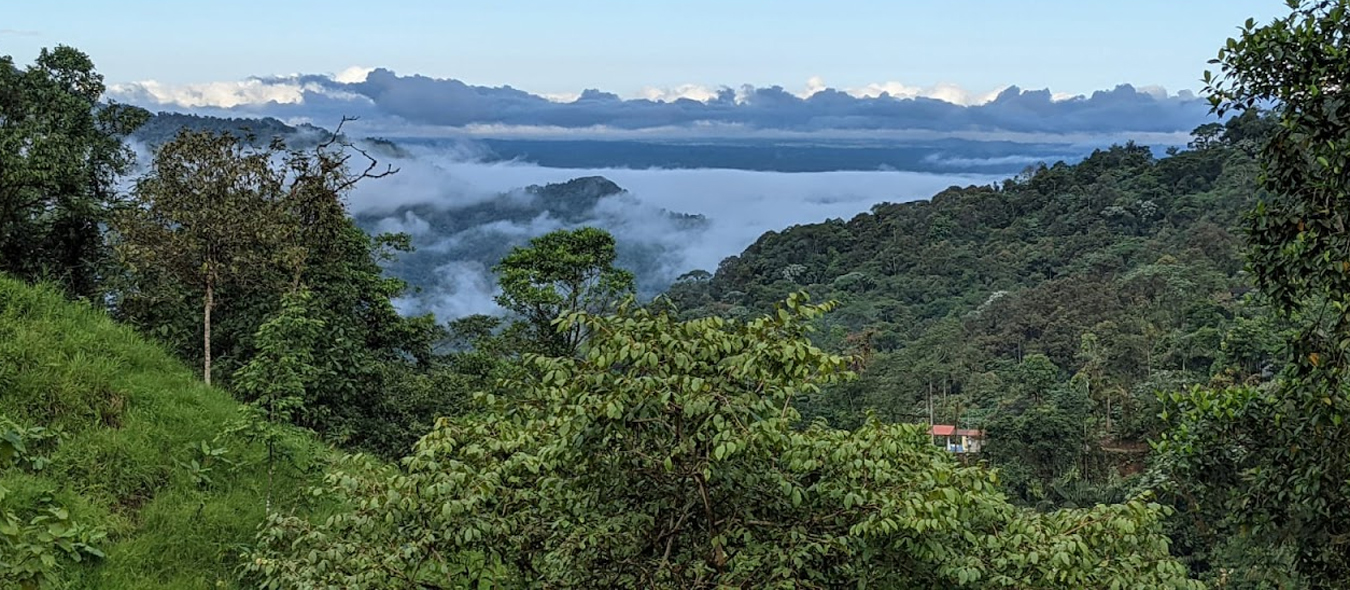 Save the Cloud Forest